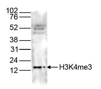 Western Blot: Histone H3 [Trimethyl Lys4] Antibody [NBP2-59226] - Histone extracts from HeLa cells (15 ug) were analysed by Western blot using the antibody against H3K4me3 diluted 1:250 in TBS-Tween containing 5% skimmed milk. Observed molecular weight is ~15 kDa.